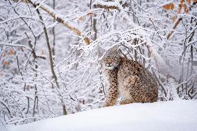 Eurasian wild cat, Lynx lynx