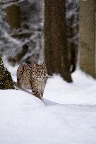 Eurasian wild cat, Lynx lynx