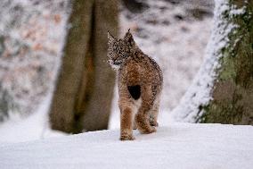 Eurasian wild cat, Lynx lynx