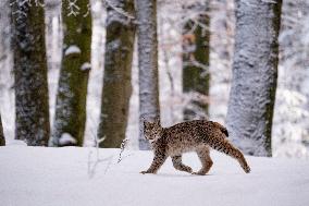 Eurasian wild cat, Lynx lynx