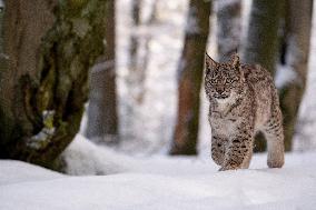 Eurasian wild cat, Lynx lynx