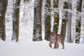 Eurasian wild cat, Lynx lynx