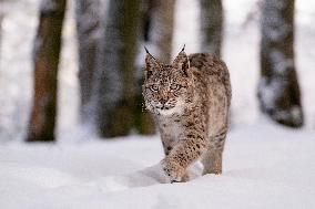 Eurasian wild cat, Lynx lynx