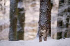 Eurasian wild cat, Lynx lynx