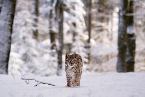 Eurasian wild cat, Lynx lynx