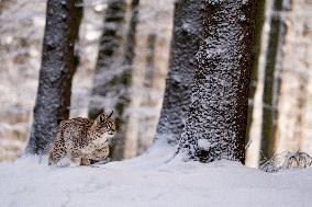 Eurasian wild cat, Lynx lynx