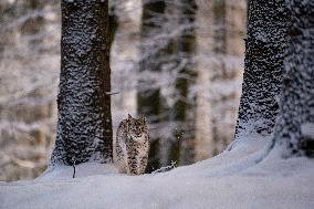 Eurasian wild cat, Lynx lynx