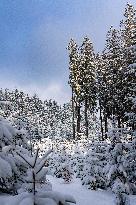 romantic forest in winter time with snow