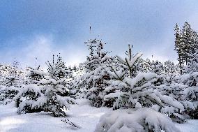 romantic forest in winter time with snow