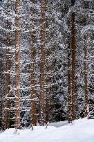 romantic forest in winter time with snow