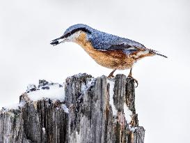 Eurasian nuthatch, stump, sunflower seed