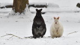Red-necked Wallaby, Macropus rufogriseus, winter, snow