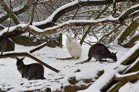 Red-necked Wallaby, Macropus rufogriseus, winter, snow