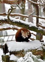 Red panda, Ailurus fulgens, winter, snow