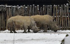 Southern white rhinoceros, Ceratotherium simum simum, winter, snow