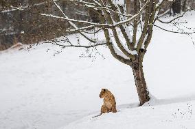 Barbary lions, Panthera Leo Leo, Safari Park Dvur Kralove nad Labem, weather, snow