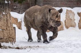 black rhinoceros, Diceros bicornis, Safari Park Dvur Kralove nad Labem, weather, snow