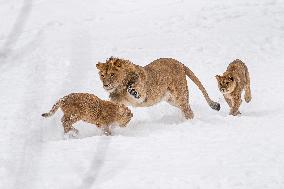 Barbary lions, Panthera Leo Leo, Safari Park Dvur Kralove nad Labem, weather, snow