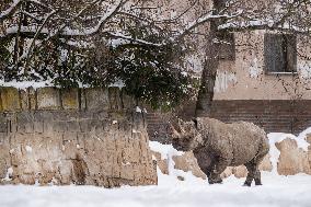 black rhinoceros, Diceros bicornis, Safari Park Dvur Kralove nad Labem, weather, snow