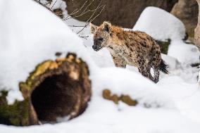 spotted hyena, Crocuta crocuta, Safari Park Dvur Kralove nad Labem, weather, snow