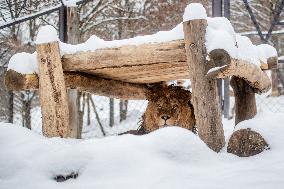 Barbary lions, Panthera Leo Leo, Safari Park Dvur Kralove nad Labem, weather, snow