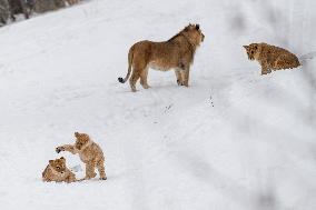 Barbary lions, Panthera Leo Leo, Safari Park Dvur Kralove nad Labem, weather, snow