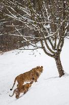 Barbary lions, Panthera Leo Leo, Safari Park Dvur Kralove nad Labem, weather, snow