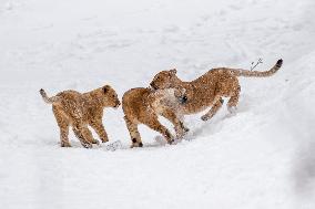 Barbary lions, Panthera Leo Leo, Safari Park Dvur Kralove nad Labem, weather, snow