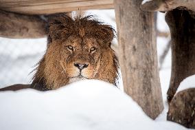 Barbary lions, Panthera Leo Leo, Safari Park Dvur Kralove nad Labem, weather, snow