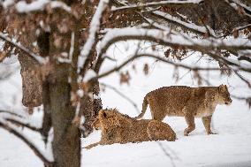 Barbary lions, Panthera Leo Leo, Safari Park Dvur Kralove nad Labem, weather, snow