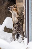 spotted hyena, Crocuta crocuta, Safari Park Dvur Kralove nad Labem, weather, snow