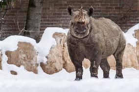 black rhinoceros, Diceros bicornis, Safari Park Dvur Kralove nad Labem, weather, snow