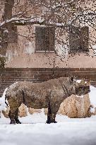 black rhinoceros, Diceros bicornis, Safari Park Dvur Kralove nad Labem, weather, snow