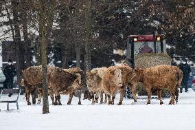 cattle, escape, police, Hradec Kralove