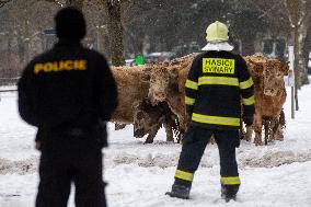 cattle, escape, police, Hradec Kralove