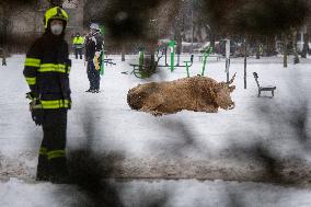 cattle, escape, police, Hradec Kralove