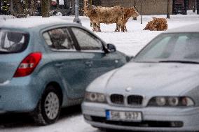 cattle, escape, police, Hradec Kralove