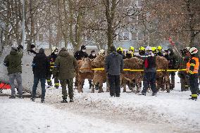 cattle, escape, police, Hradec Kralove