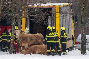 cattle, escape, police, Hradec Kralove