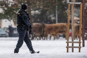 cattle, escape, police, Hradec Kralove