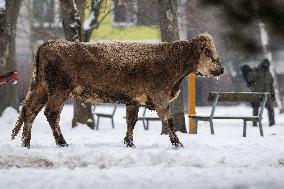 cattle, escape, police, Hradec Kralove