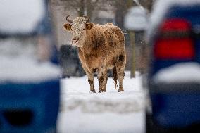 cattle, escape, police, Hradec Kralove