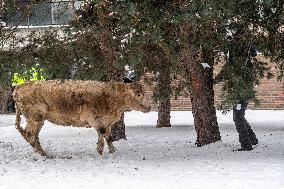 cattle, escape, police, Hradec Kralove