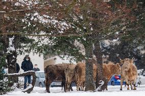 cattle, escape, police, Hradec Kralove