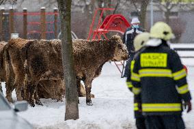 cattle, escape, police, Hradec Kralove