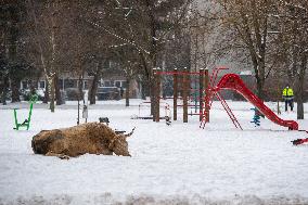 cattle, escape, police, Hradec Kralove