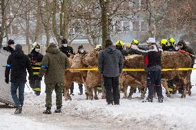 cattle, escape, police, Hradec Kralove