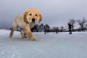 dog, snow, winter, weather