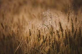 grain, rye, field