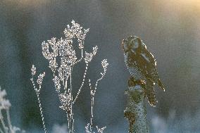 northern hawk owl (Surnia ulula) as pet. Winter morning.